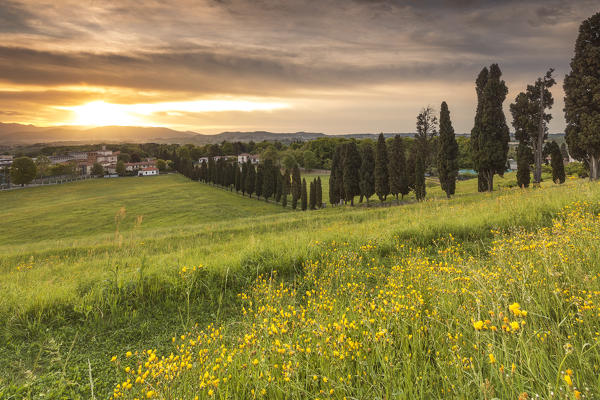 Dramatic sunrise on Viale dei Cipressi, Inverigo, Brianza, Como province, Lombardy, Italy, Europe