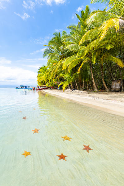 Playa Estrella (Starfish beach), Colon island, Bocas del Toro province, Panama, Central America