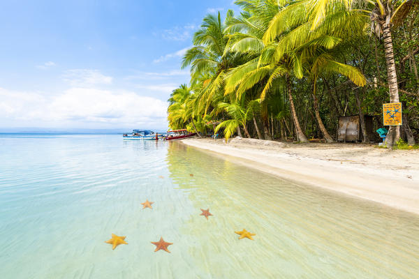 Playa Estrella (Starfish beach), Colon island, Bocas del Toro province, Panama, Central America