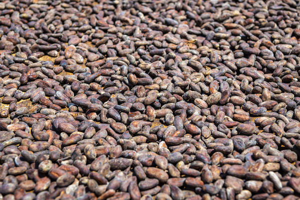 Cocoa bens, Chocolate farm, Bocas del Toro province, Panama, Central America