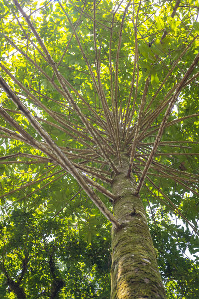 Chocolate farm, Bocas del Toro province, Panama, Central America