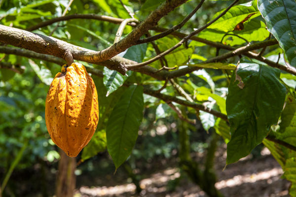 Cocoa fruit, Chocolate farm, Bocas del Toro province, Panama, Central America