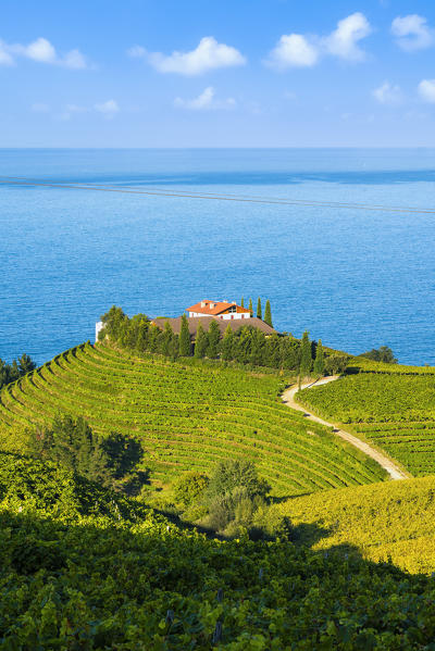 Eitzaga, Guipuzcoa, Basque Country, Spain. Hills of vineyards near the sea