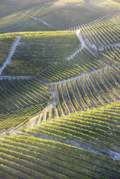 Aerial view of vineyards of Langhe from hot air baloon, Cuneo Province, Piedmont, Italy, Europe