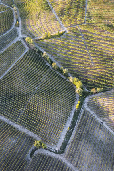 Aerial view of vineyards of Langhe from hot air baloon, Cuneo Province, Piedmont, Italy, Europe