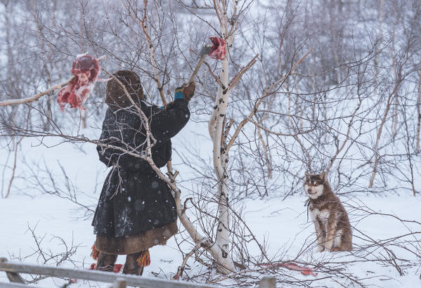 The traditional way of daily life at the nomadic reindeer herders camp. Polar Urals, Yamalo-Nenets autonomous okrug, Siberia, Russia