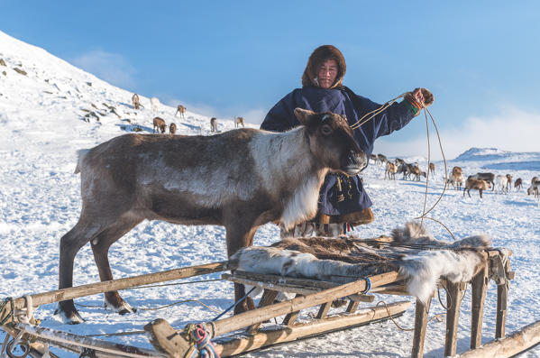 A reindeer herder catches a reindeer. Polar Urals, Yamalo-Nenets autonomous okrug, Siberia, Russia