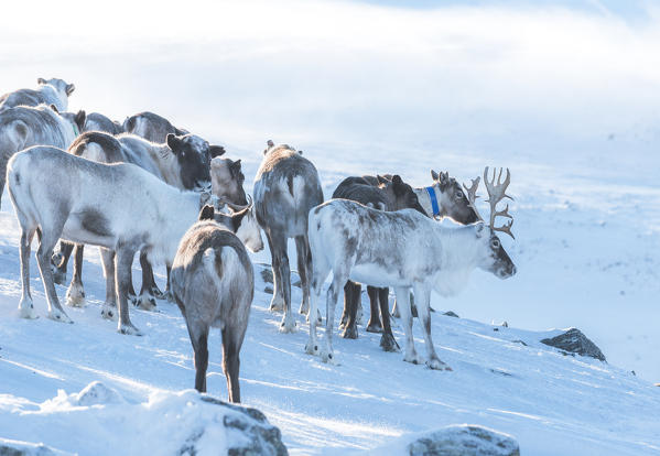 A reindeer herd in the mountain. Polar Urals, Yamalo-Nenets autonomous okrug, Siberia, Russia