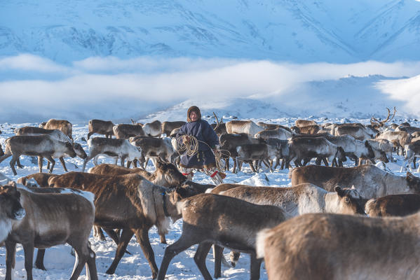 A reindeer herder tries to catch a reindeer with rope. Polar Urals, Yamalo-Nenets autonomous okrug, Siberia, Russia