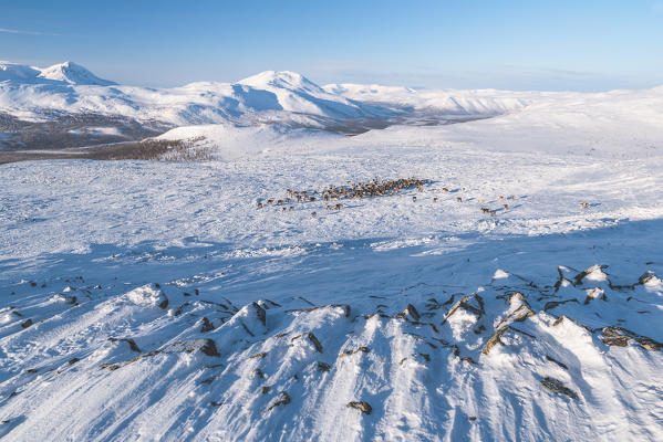 A reindeer herd in the mountain. Polar Urals, Yamalo-Nenets autonomous okrug, Siberia, Russia