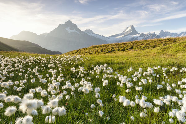 the first light of dawn illuminates the eriophores at Bachalpsee, Grindelwald, Oberland, Canton of Berne, Switzerland, Europe