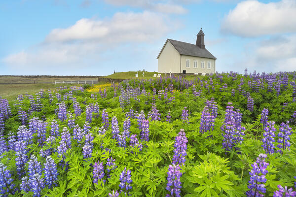 Lupins wrap the green lawns around the Strandakirkja, Sudurland, Iceland