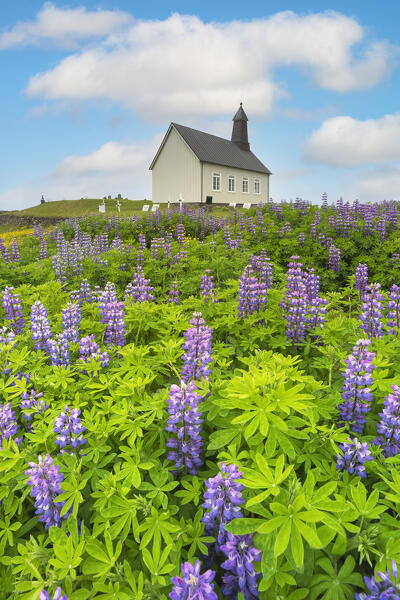 Lupins wrap the green lawns around the Strandakirkja, Sudurland, Iceland