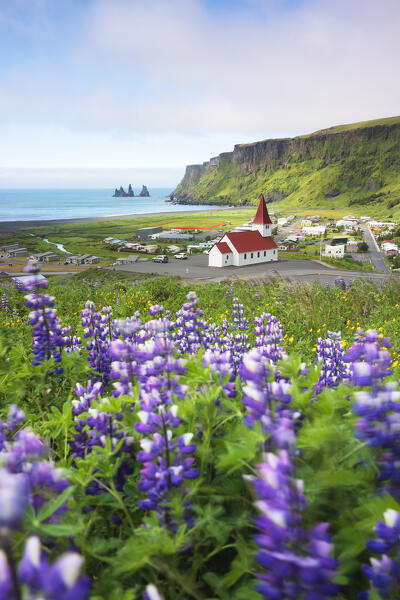 a field of blooming lupins near Vik, taken during a summer day, Vik i Myrdal, Sudurland, Iceland, Europe 