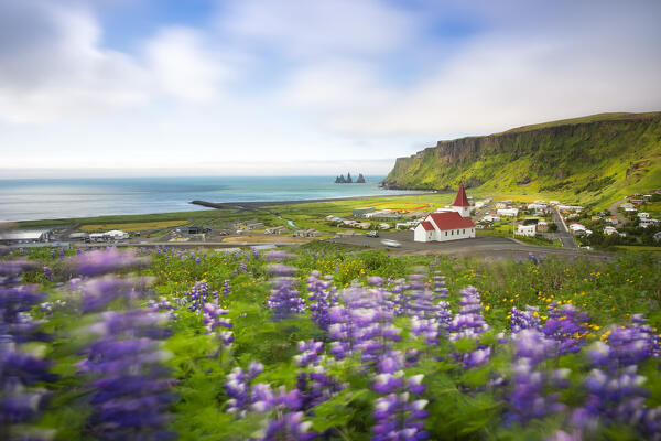 a field of blooming lupins near Vik, taken during a summer day, Vik i Myrdal, Sudurland, Iceland, Europe 