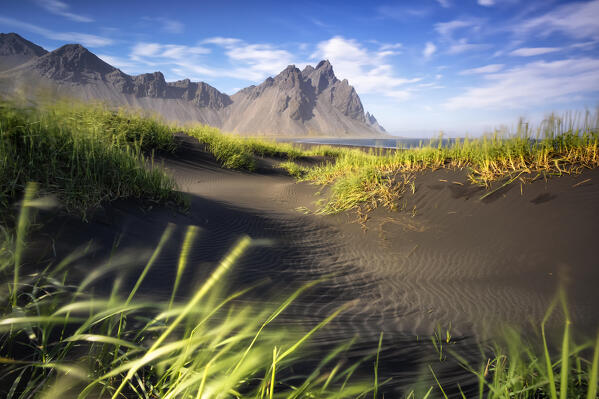 the strong wind envelope the sand dunes around the Vestrahorn mountain, during a summer sunrise, Stokksnes, Hofn, Eastern Iceland, Iceland, Europe.
