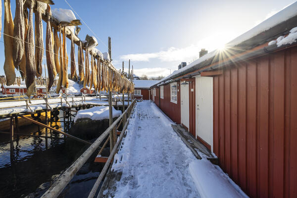 a quiet winter afternoon in the fishing village of Nusfjord, with cod drying in the sun, Nusfjord, Lofoten island, Norway, Europe