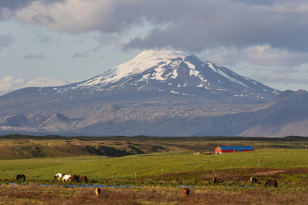 horses grazing in the Icelandic countryside, with the Hekla volcano in the background, Iceland, Europe