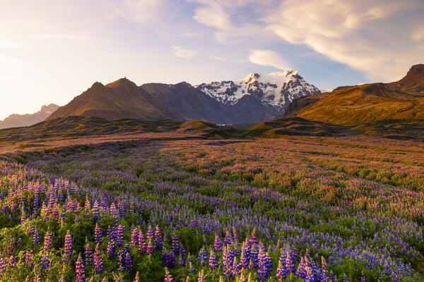 a long exposure to capture the sunset light along the southern Icelandic coast. In foreground the lupinus field and in background the majestic Svinafellsjokull Glacier. Iceland, Europe.