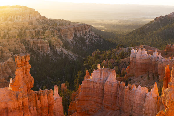 the sunlight envelope the canyons of Bryce Canyon National Park during a summer sunrise, Utah, United States of America