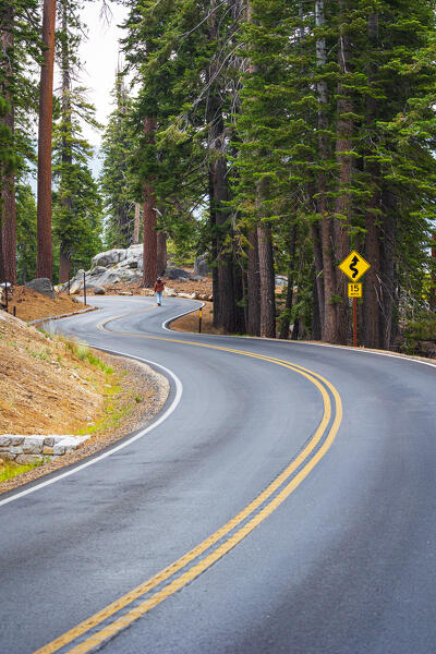 A woman walks on the road and admires the beautiful woods of Yosemite National Park on a summer day, California, United States of America (MR)