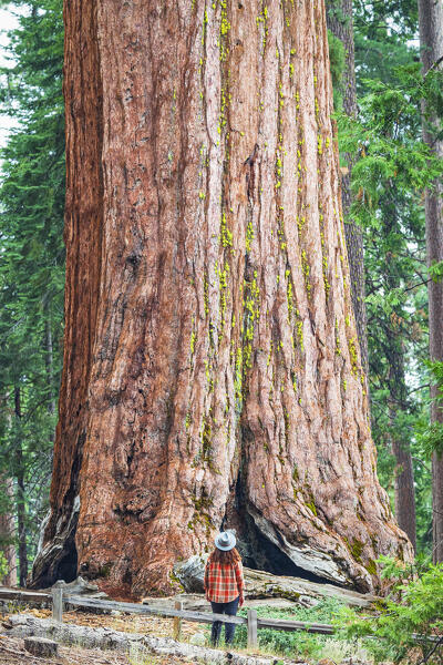 a girl admire the giant sequoia at Mariposa Groove during a summer day, Yosemite National Park, California, United States of America (MR)