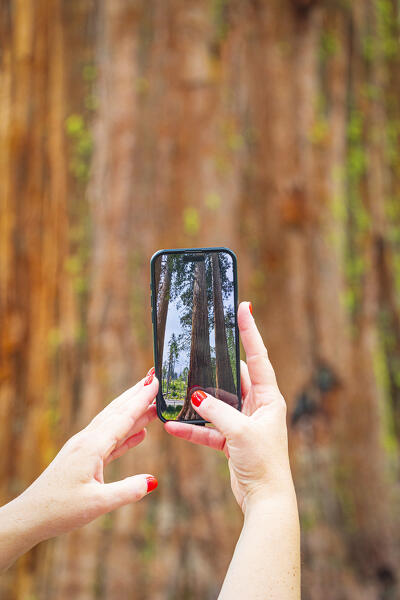 a girl admire the giant sequoia at Mariposa Groove during a summer day, Yosemite National Park, California, United States of America
