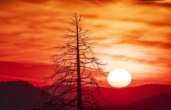 The sun illuminates the burned forest during the fires, Yosemite National Park, California, United States of America