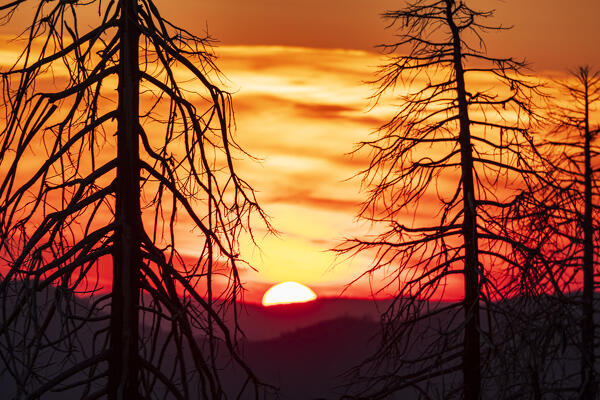 The sun illuminates the burned forest during the fires, Yosemite National Park, California, United States of America