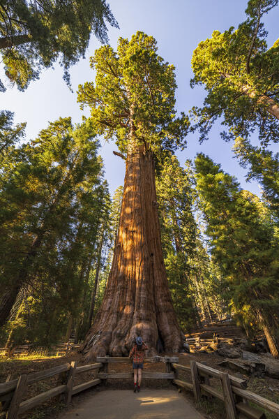 a woman admires the beautiful giant sequoias on a beautiful sunny summer day, Sequoia National Park, California, United States of America