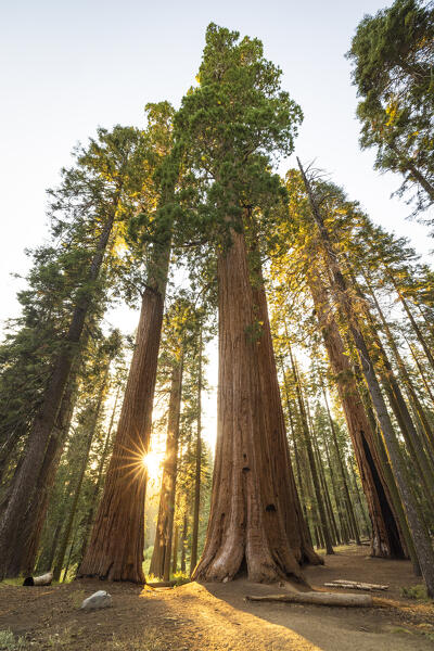a woman admires the beautiful giant sequoias on a beautiful sunny summer day, Sequoia National Park, California, United States of America