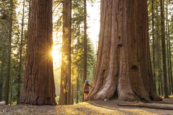 a woman admires the beautiful giant sequoias on a beautiful sunny summer day, Sequoia National Park, California, United States of America (MR)