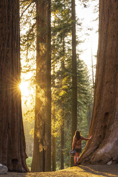 a woman admires the beautiful giant sequoias on a beautiful sunny summer day, Sequoia National Park, California, United States of America (MR)