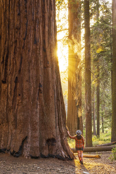 a woman admires the beautiful giant sequoias on a beautiful sunny summer day, Sequoia National Park, California, United States of America (MR)