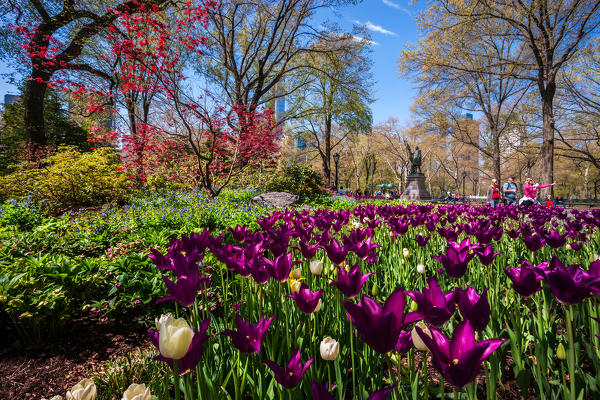 Central park, New York City, Manhattan, USA, North America