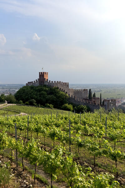 The medieval castle and the Soave wine vineyards. Soave, Verona province, Veneto, Italy, Europe. 