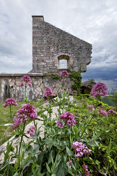 Wild flowers and the crumbling walls of the Austrian fort Mollinary. Monte, Verona province, Veneto, Italy, Europe.