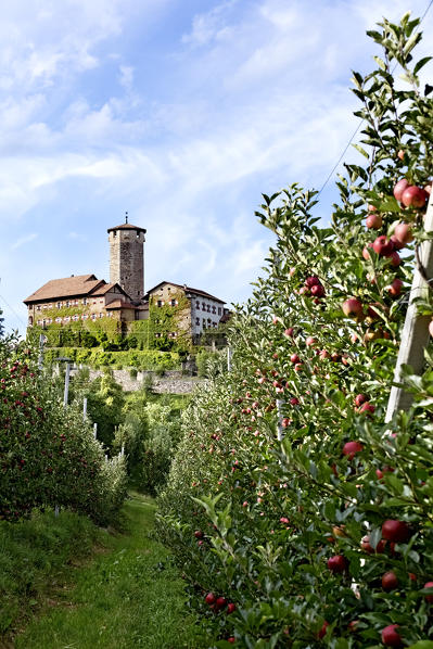 Valer castle rises from the apple trees of the Non valley. Tassullo, Trento province, Trentino Alto-Adige, Italy, Europe.