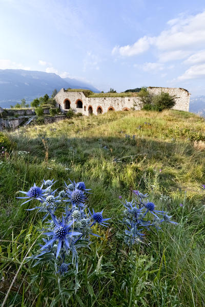 Thistles at the abandoned Fort San Marco. Caprino Veronese, Verona province, Veneto, Italy, Europe. 