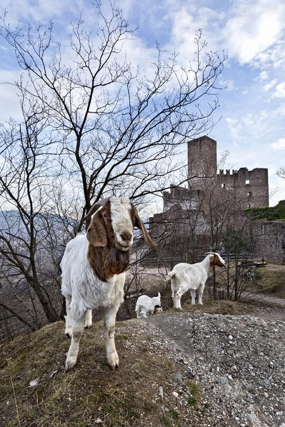 Goats grazing at the Appiano Castle. Appiano, Bolzano province, Trentino Alto-Adige, Italy, Europe.