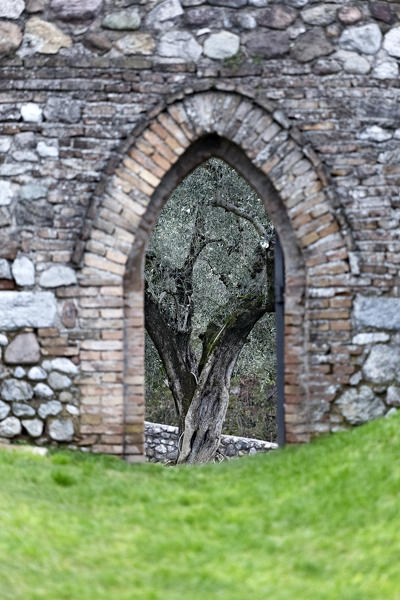 Rocca di Lonato: a medieval portal frames an olive tree. Lonato del Garda, Brescia province, Lombardy, Italy, Europe.