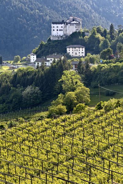 Stenico castle and Giudicarie vineyards. Trento province, Trentino Alto-Adige, Italy, Europe.