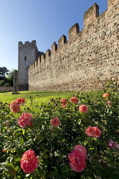  Park with roses at the Carrarese castle of Este. Padova province, Veneto, Italy, Europe.