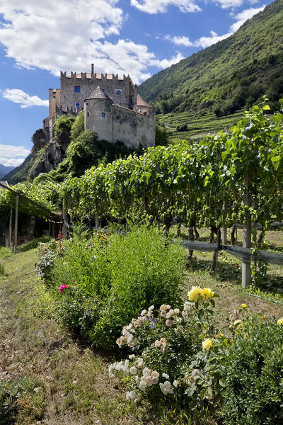 The Castelbello castle and the vineyards of the Venosta valley. Castelbello-Ciardes, Bolzano province, Trentino Alto-Adige, Italy, Europe.