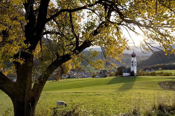 Autumnal tree and the San Valentino church on the Siusi Alp. Castelrotto, Bolzano province, Trentino Alto-Adige, Italy, Europe. 