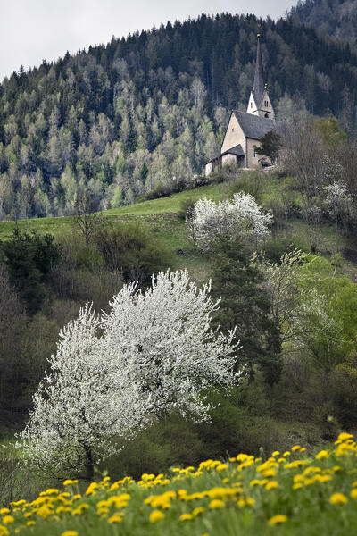 Valgenauna: alpine landscape with the San Valentino church and the flowering meadows. Campo di Trens, South Tyrol, Italy.