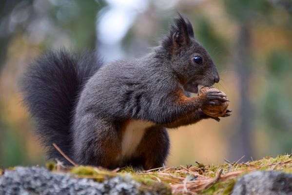 Park Orobie Valtellina, Lombardy, Italy. Scoiattolo Sciurus vulgaris