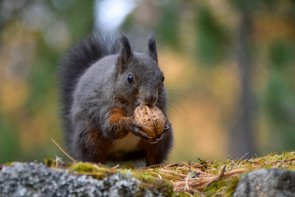 Park Orobie Valtellina, Lombardy, Italy. Scoiattolo Sciurus vulgaris