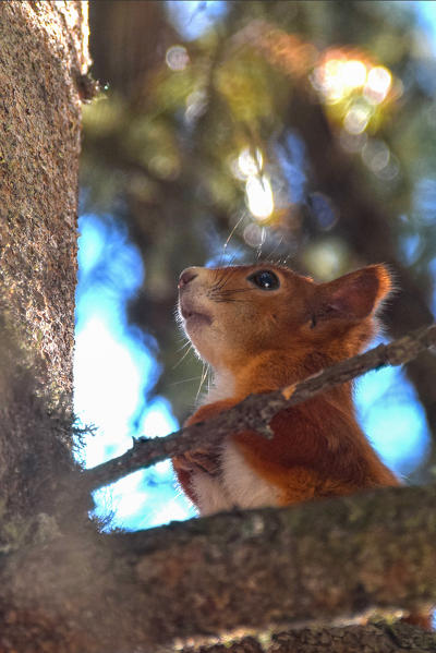 Switzerland  Eurasian red squirrel Sciurus vulgaris