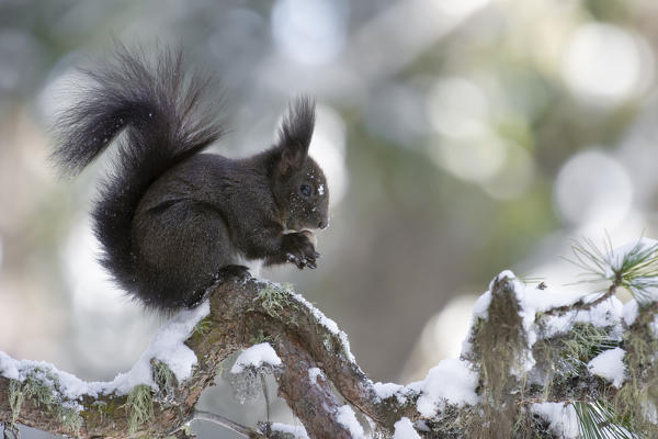 Switzerland Eurasian red squirrel Sciurus vulgaris